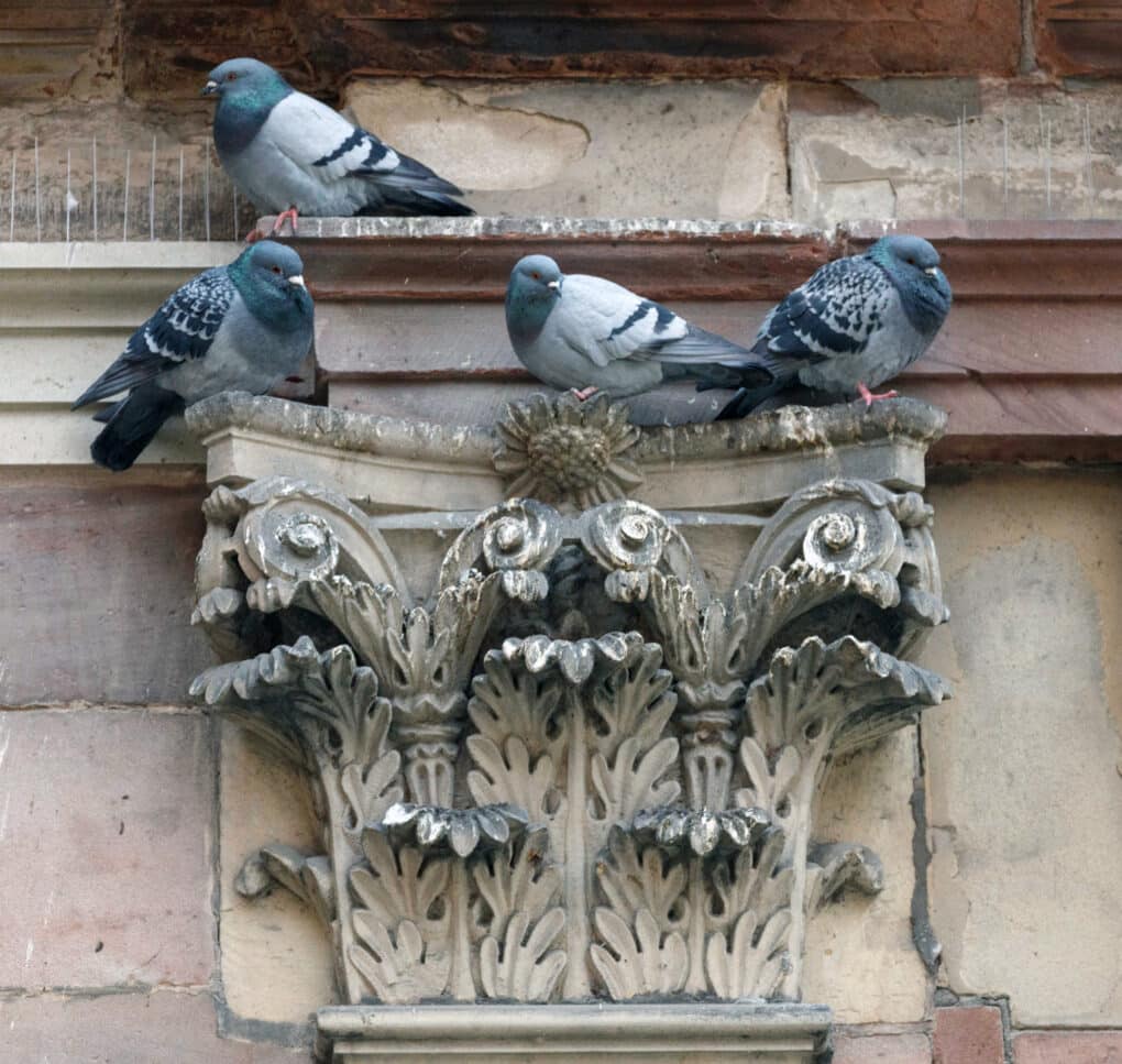 Color photograph of four pigeons roosting on a weathered Corinthian column.