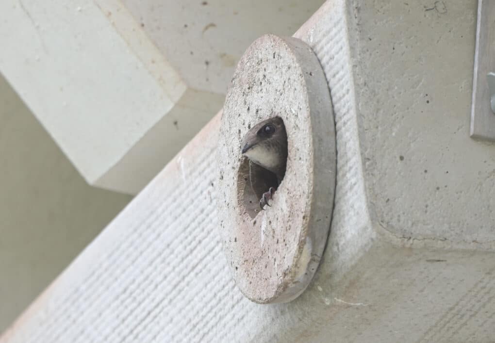 Color photograph of small gray bird peeping out of a round aperture in a concrete structure.