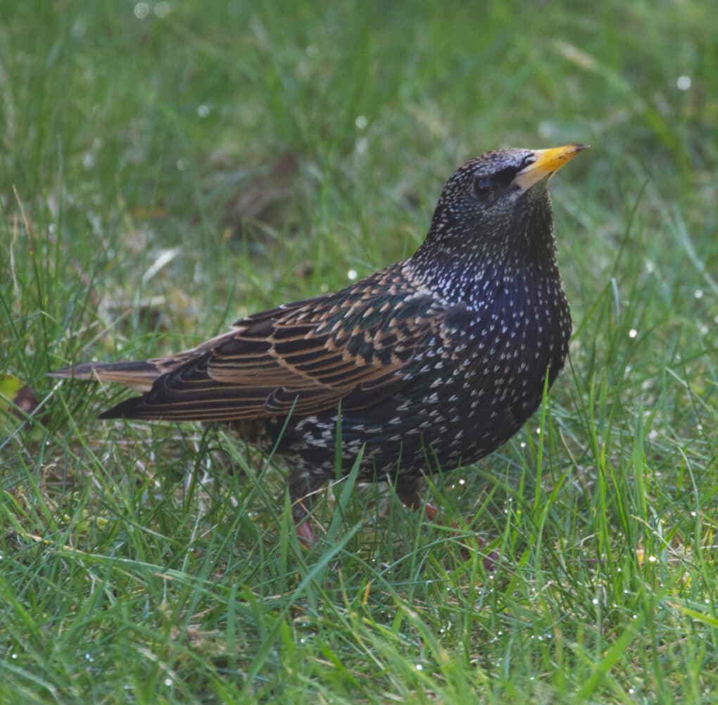 Color photograph of large brown-and-dark-blue bird with yellow beak, standing in dewy green grass.