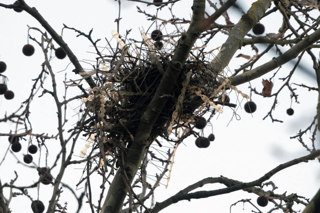 Color photograph of large nest in bare trees, incorporating metal and plastic spikes.