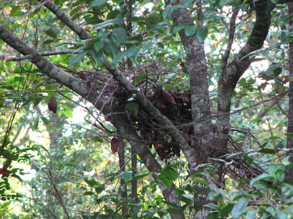 Color photograph of large nest made of sticks in the crotch of a tree.