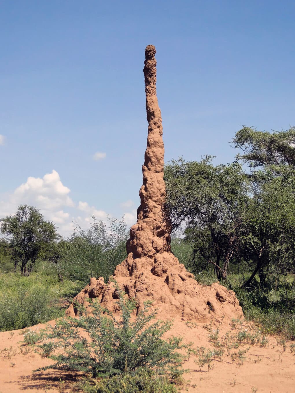 Color photograph of tall thin termite mound in red dirt, with trees and grass against blue sky.