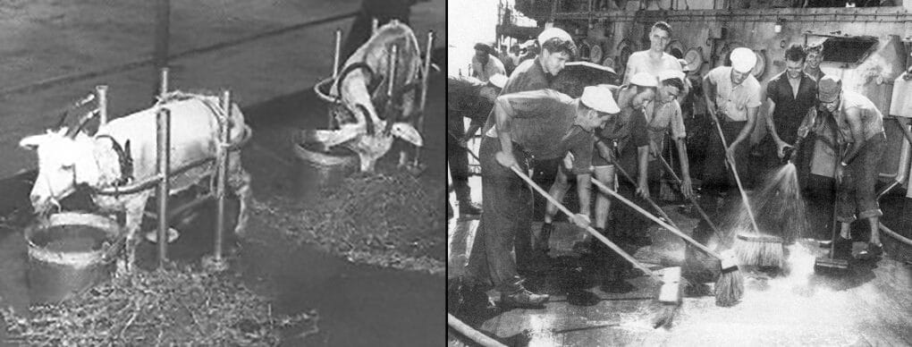 Diptych of black-and-white photographs: Left: two goats confined in tight stanchions; right: young sailors in shirtsleeves mopping a deck with brooms.