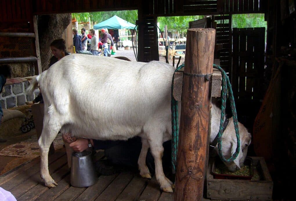 Color photo of a white goat being milked in a barn; only milker's hands are visible. 