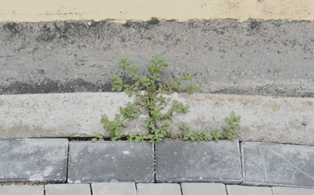Photograph by Kwan Queenie Li, of a weed growing amidst bricks, from Weeds: A Germinating Theory. 