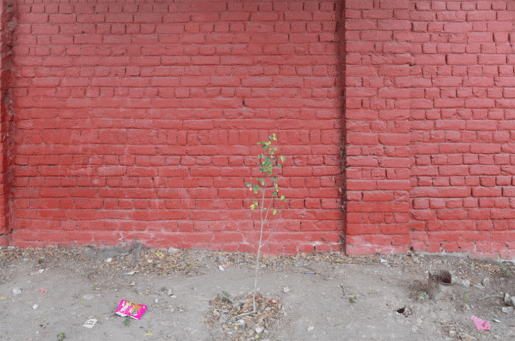 Photograph by Kwan Queenie Li, of a weed growing in stony soil, from Weeds: A Germinating Theory.