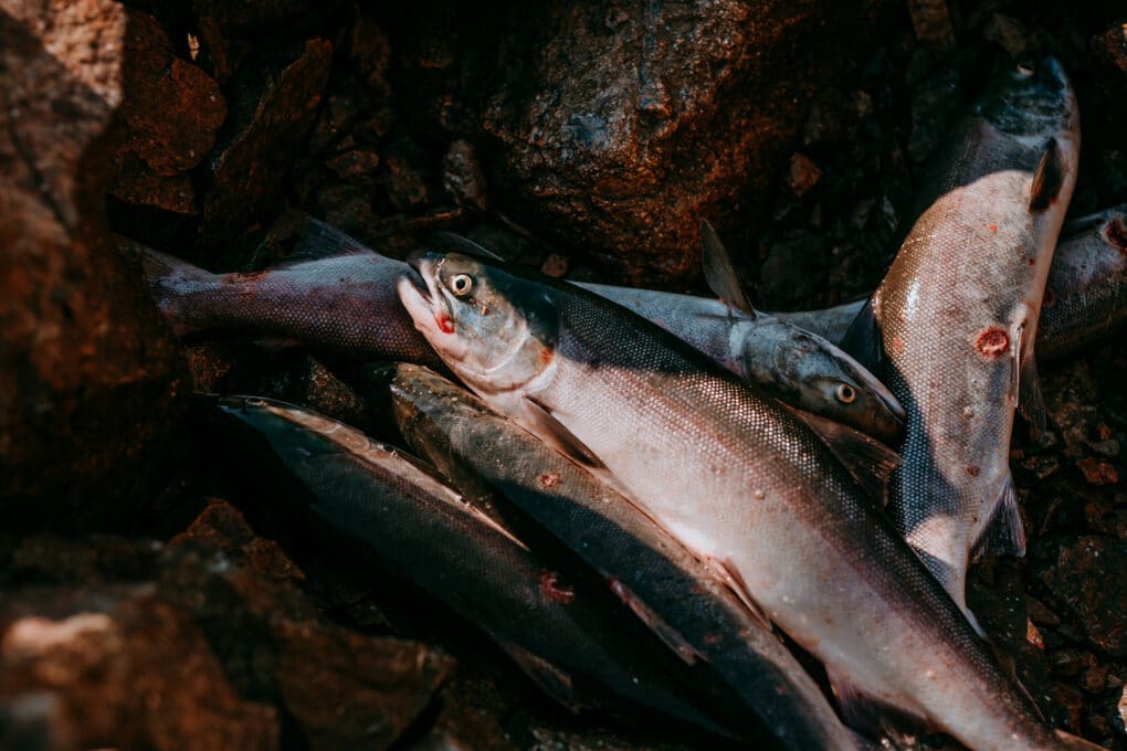Color photograph of recently caught salmon.