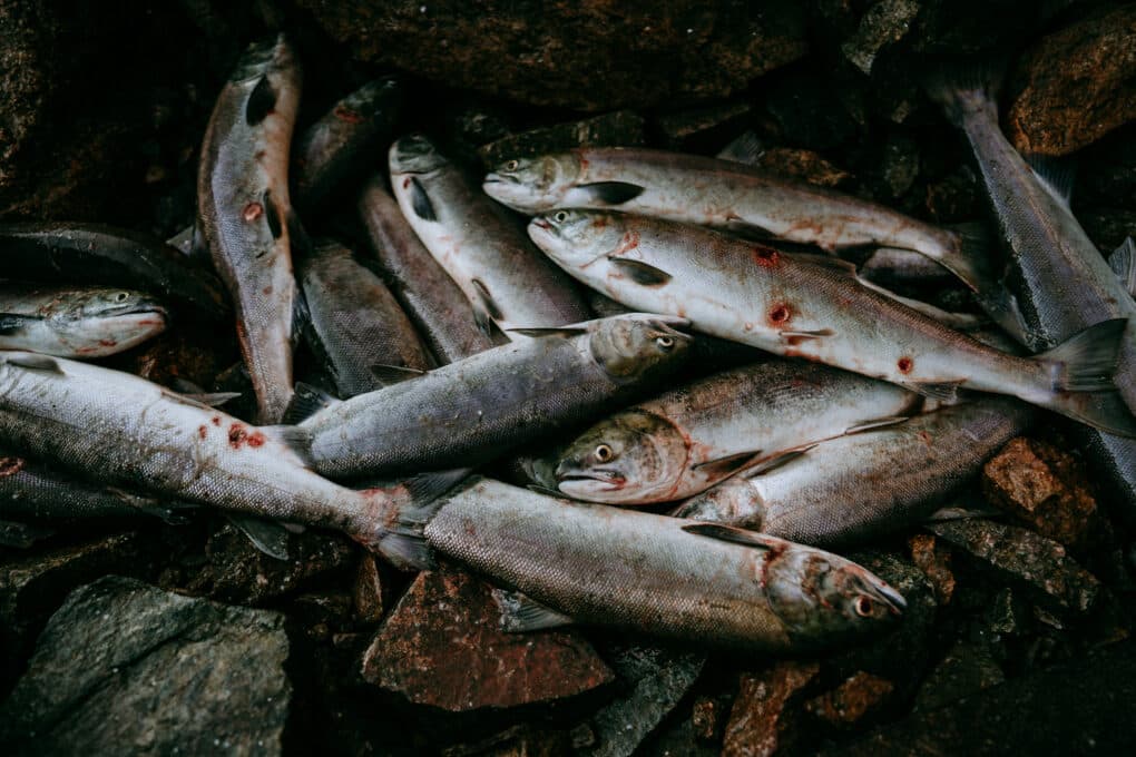 Color photograph of recently caught salmon.