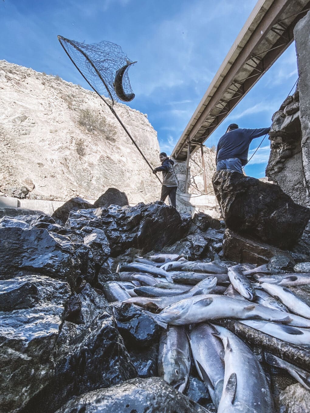 Color photograph of two men under a bridge; one holding a long pole with a large net in which a salmon has just been caught. In the foreground is a large pile of salmon.