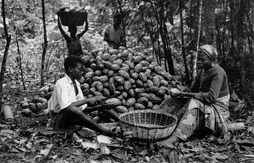 Grainy black and white images of young boy ad adult woman sitting on ground with large shallow basket. Behind them is a tall pile of cacao pods, which they are splitting open.
