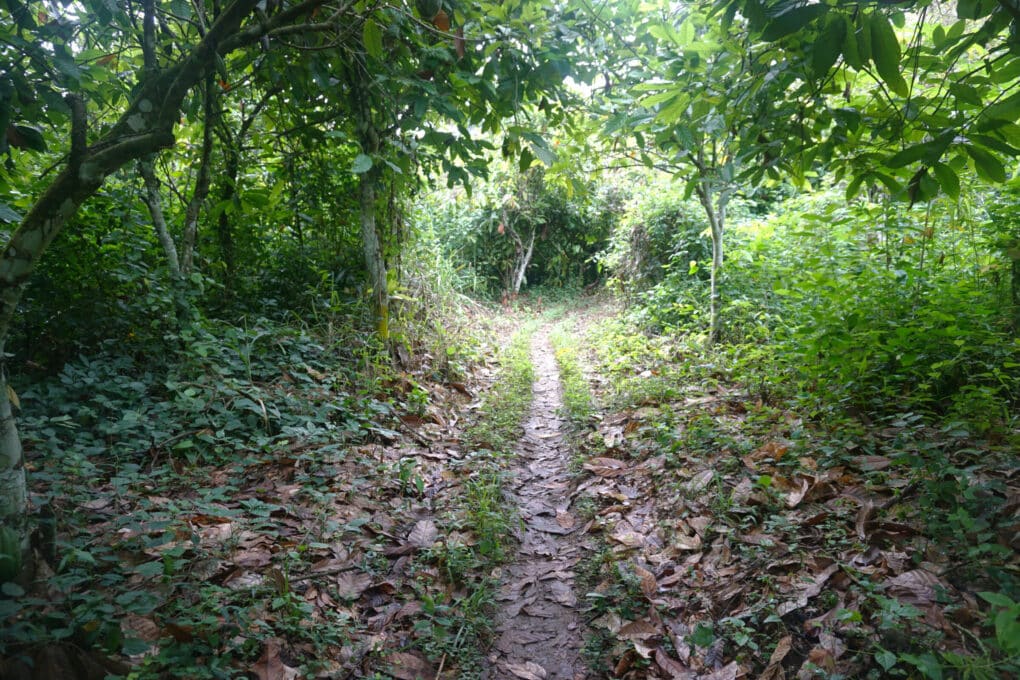 Color photo of rutted path leading through lush greenery in shadow, with leaves on the ground.