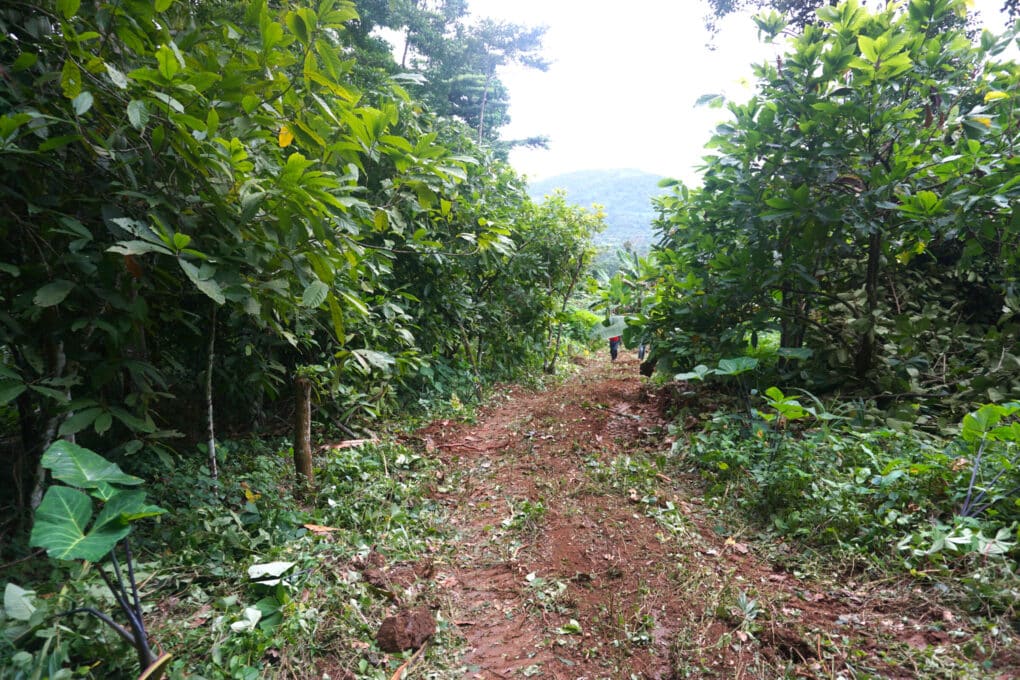 Color photo from the same vantage as previous, with harvest path substantially widened.