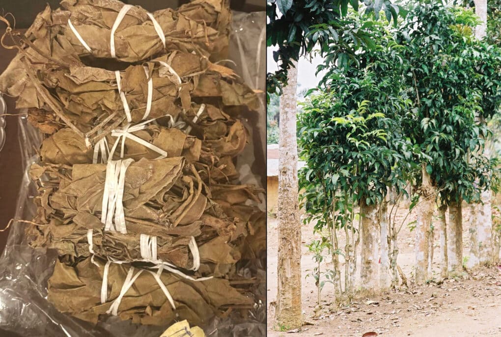 On the left is a picture of 6 large bundles of dried leaves, light brown in color, wrapped with white string. On the right are a dozen small trees planted in a perfect line.