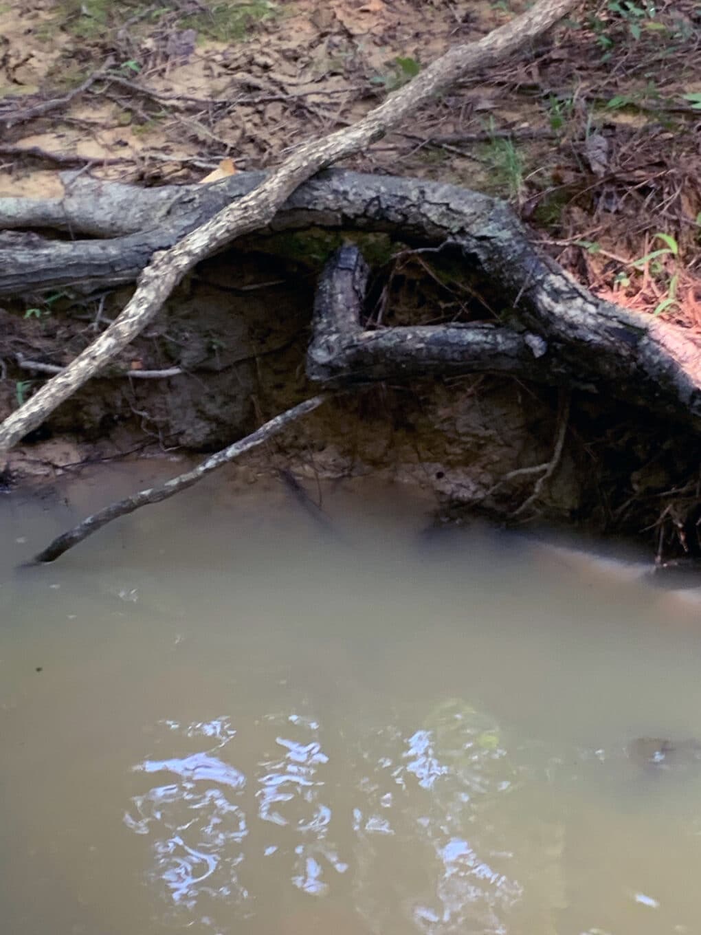 Color photograph of muddy water with branches, leaves, and muddy earth at water's edge.