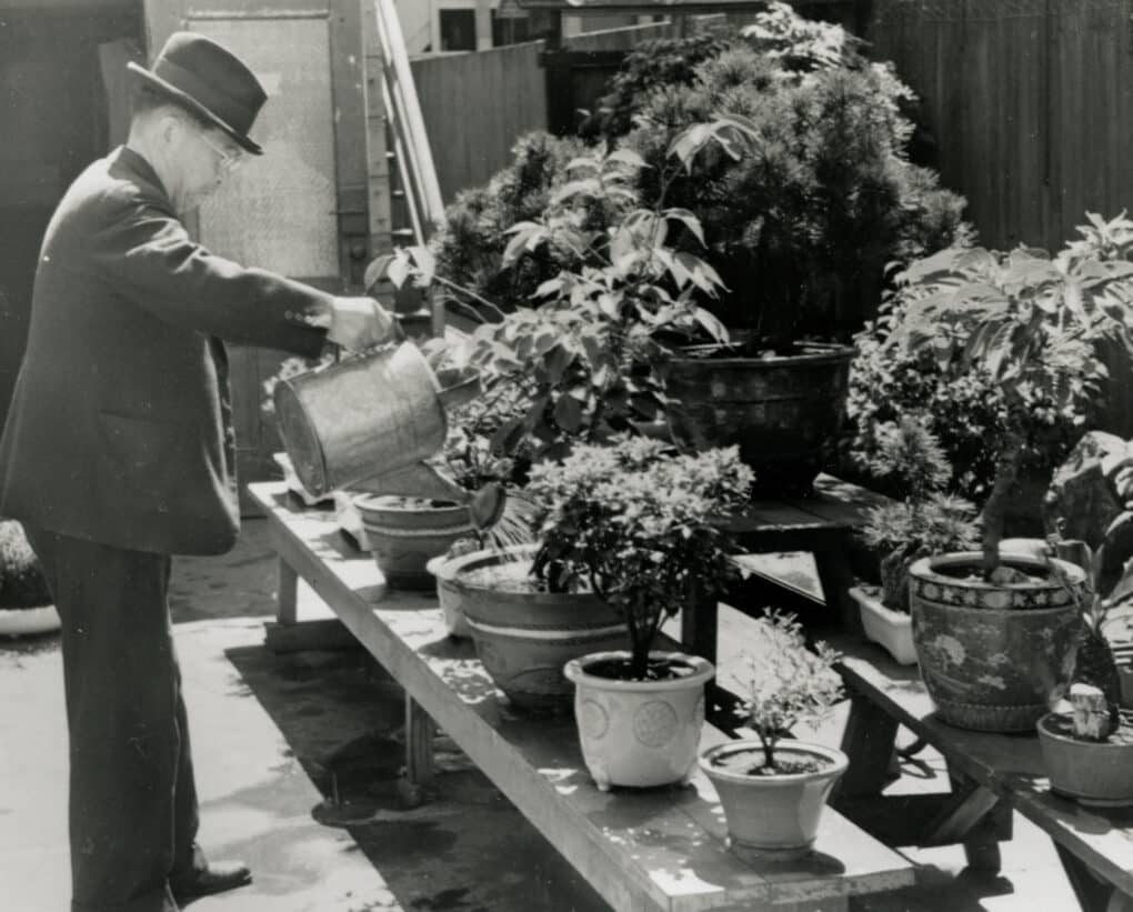 Black-and-white photo of elderly man in suit and hat, with a large metal watering can, standing before rows of bonsai trees on low wooden shelves.
