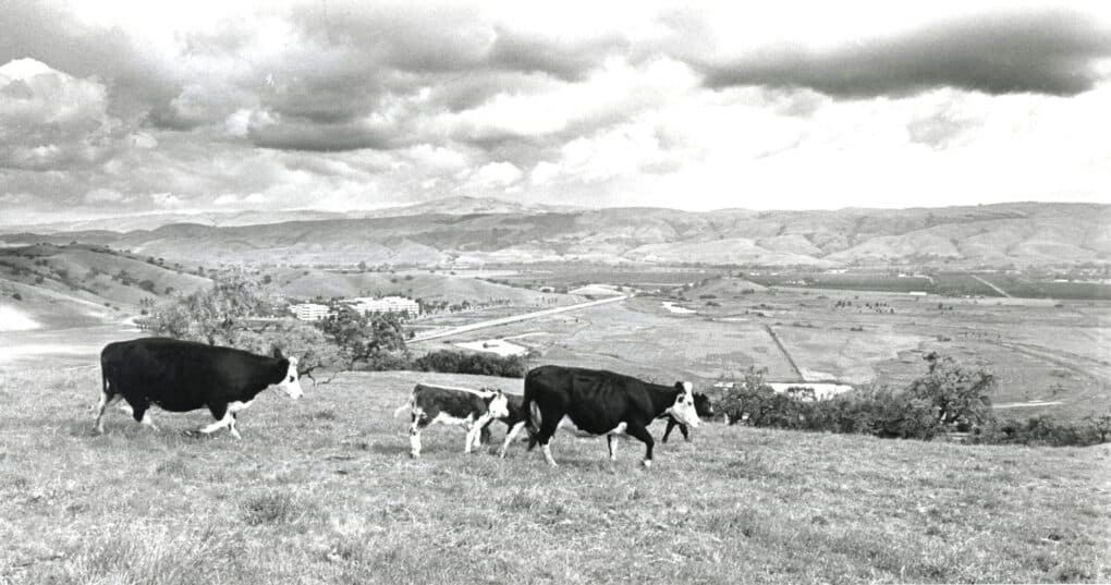 Black and white landscape photo of undeveloped land, including farm land. There are two cows and two calves grazing in the foreground.