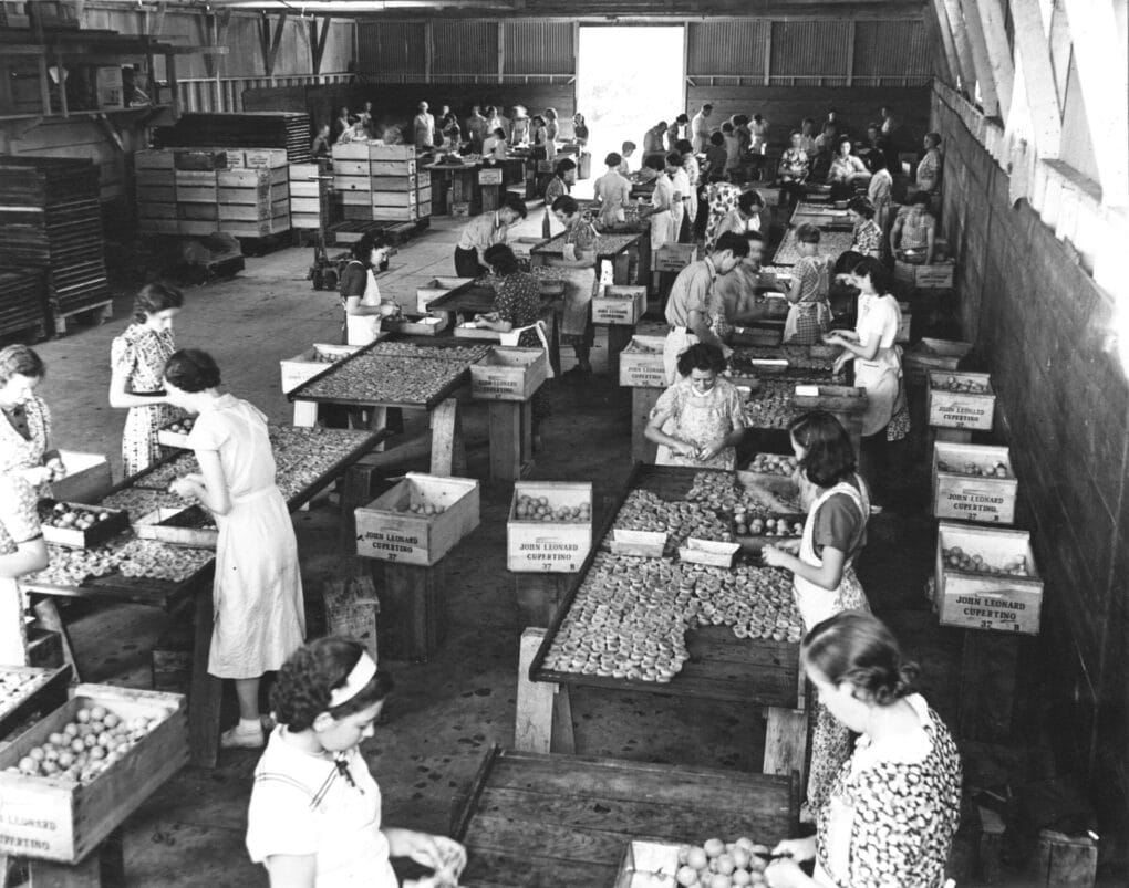 Black and white photo of warehouse, with many women standing, and sorting large flat trays of fruits. There are many fruit crates.