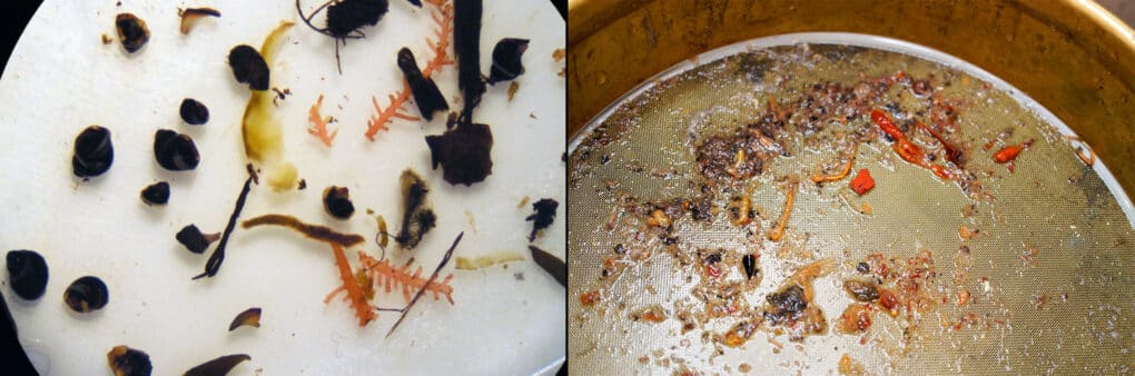 Image on the left is a closeup of a microscope view, with small black things that look like rocks, and several pieces of spiny orange coral. The images on the right is a very fine mesh sieve, with slimy entrails and some tiny unidentifiable colored bits.