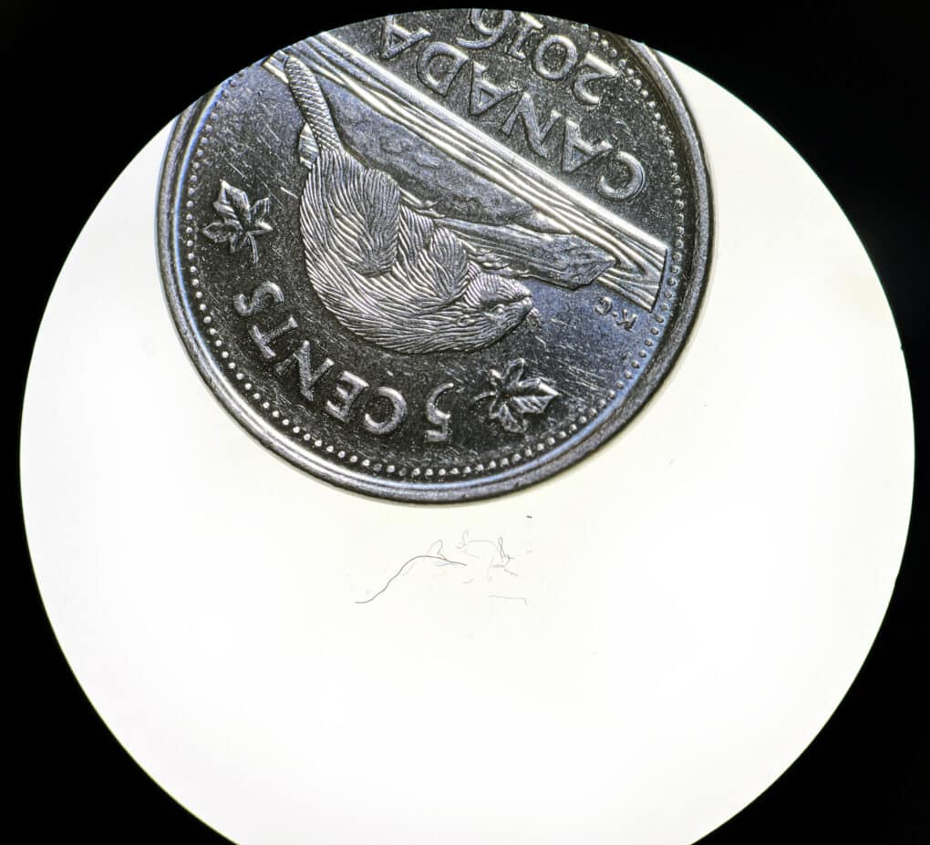Microscope view of a Canadian five cent piece set against a few tiny wisps of hair-like fibers.