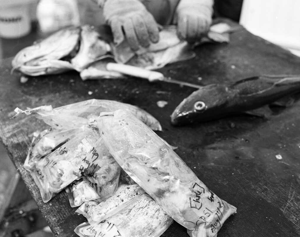 Closeup of previous photo, in black and white, of fish on a table with a knife and a stack of labelled plastic bags.