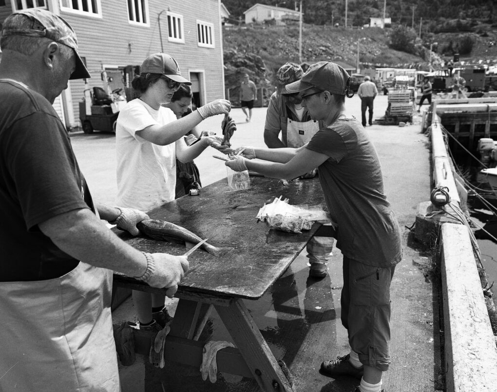 A black and white photo of a five people, working outside, on a dock, around a wet table. Someone is cutting fish and other people are bagging fish. They're wearing short sleeves, baseballs caps, and rubber gloves. 