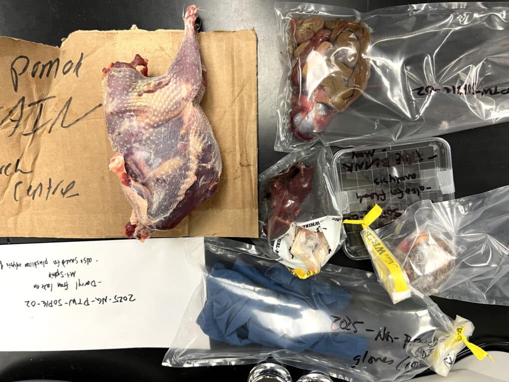Various internal parts of a bird, each separately packaged in clear plastic and labelled. The carcass, looking fresh and bloody, is resting on a piece of cardboard. 