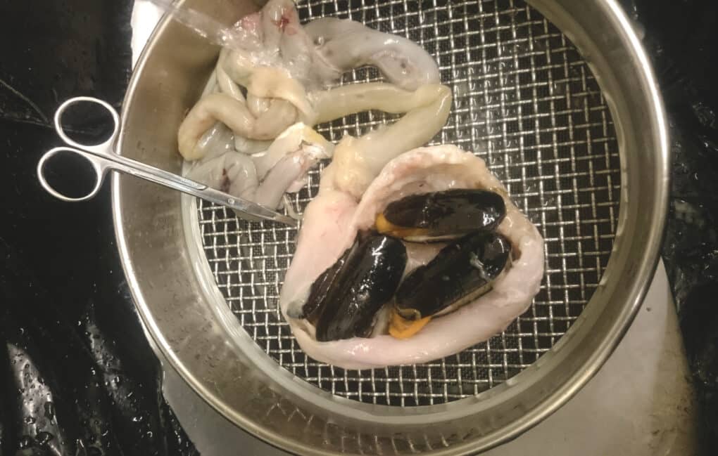 Sieve with mussels nested inside a slimy pinkish stomach pouch, with scissors indicating that the stomach has been cut open.