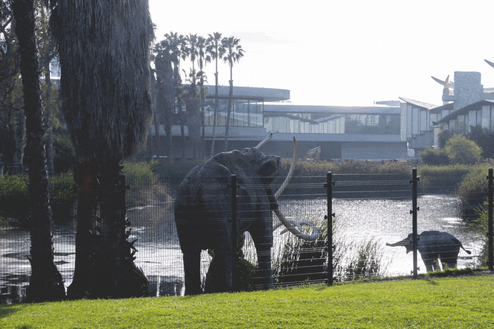 LACMA, David Geffen Galleries, view from the east including LACMA’s Pavilion for Japanese Art; in the foreground are the La Brea Tar Pits’ Lake Pit and the mammoth sculptures.