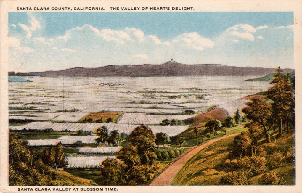 Vintage color postcard of a valley blanketed with thousands of white-blossoming trees.