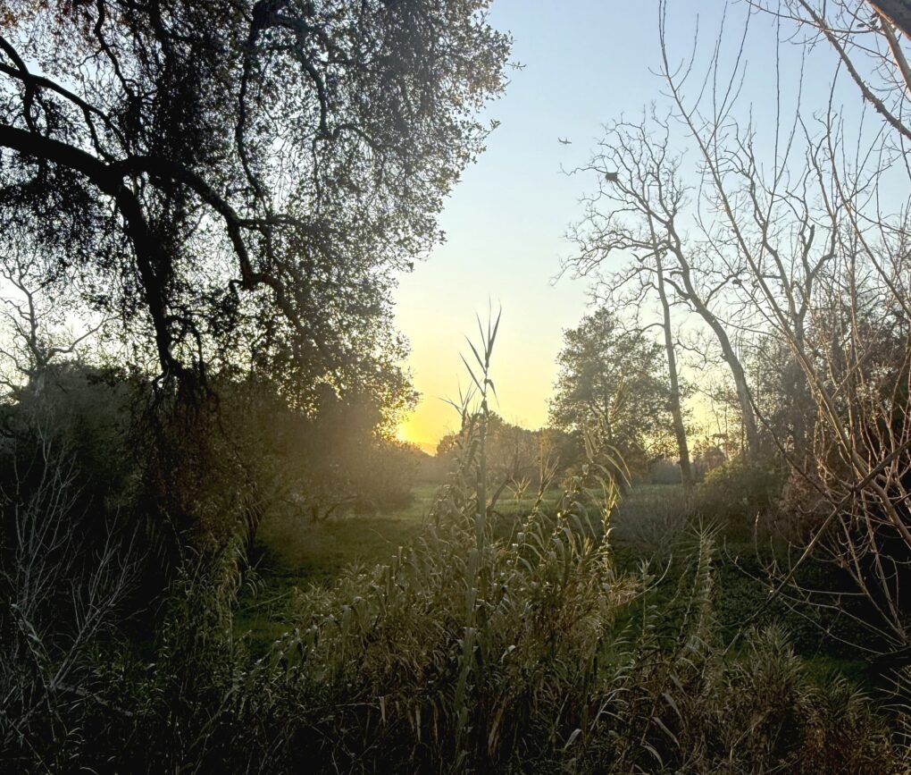 Photo of sunset with foliage and meadow.